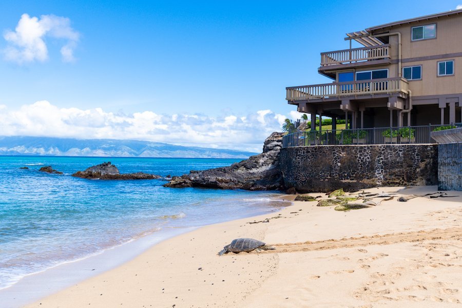 Lily Koi Archives - Hawaii Real Estate Market & Trends